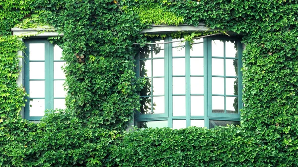 古い壁や窓上のすべてのヨーロッパ現代モダンな建築スタイルかぶせてメキシコ デイジーの多くのクローラー緑色葉 — ストック写真