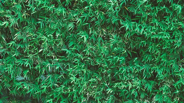 Feuille fraîche de couleur vert arbre de bambou pour fond — Photo