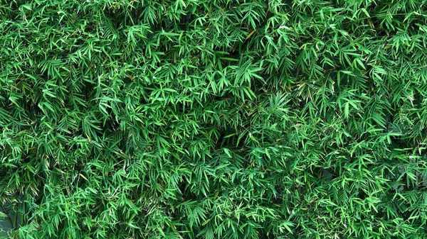 Bamboo tree green color fresh leaf for background — Stock Photo, Image