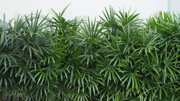 Mur naturel de palmier Lady ou de palmier en bambou — Photo