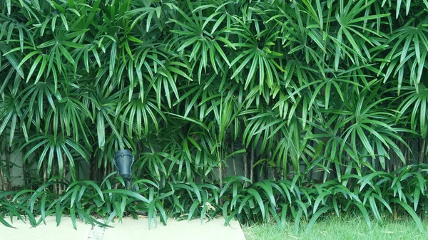 Pared natural de palmera Lady o palmera de bambú —  Fotos de Stock