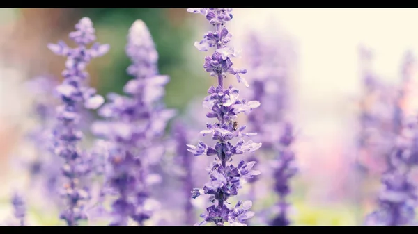 Lavender flower are bright and colorful violet color blooming and fragrancing with sunlight outdoor at Furano district Hokkaido north part of Japan in summer season mid of August — Stock Photo, Image