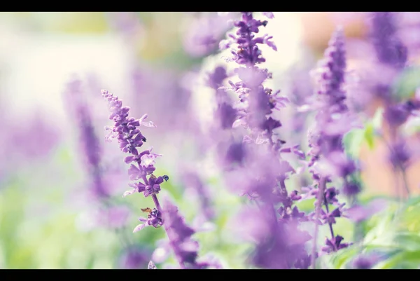 Flor de lavanda son de color violeta brillante y colorido que florece y fragancia con la luz del sol al aire libre en el distrito de Furano Hokkaido parte norte de Japón en la temporada de verano mediados de agosto —  Fotos de Stock