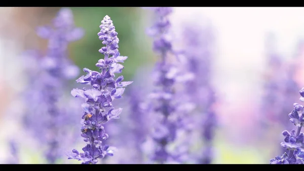 Lavendel blomma Ã ¤r ljusa och fÃ ¤rgglada violett fÃ ¤rg blommar och doftar med solljus utomhus pÃ ¥Furano distriktet Hokkaido norra delen av Japan i sommar sÃ ¤song mitten av augusti — Stockfoto