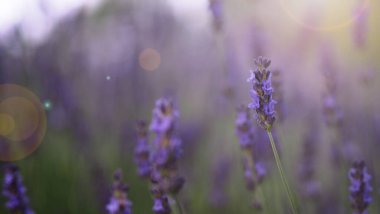 Lavanta çiçekleri mor renk ve günbatımı ışığı, hokkaido Japonya 'nın kuzeyindeki Furano ilinde yaz aylarında rahatlamak ve çekim yapmak için güzel kokuyu temsil eden kameraya yansıyor.