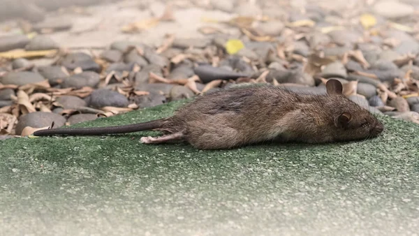 死于灭鼠的老鼠或老鼠的特写镜头 鼠疫是一种携带疾病 病菌和病原体的小型动物 它非常不健康和不卫生 — 图库照片