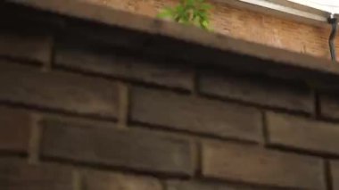 ağaç dalları ile küçük bir evin balkon