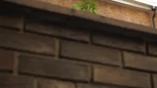 木の枝を持つ小さな家のバルコニー — ストック動画