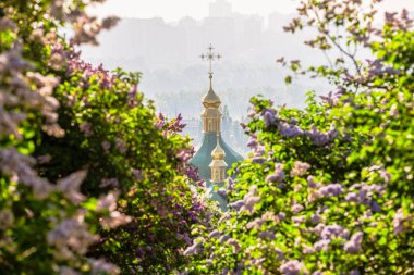 Doku, desen, arka plan. Eflatun çiçekler. bir soluk pembemsi-menekşe rengi. Mor ya da beyaz güzel kokulu çiçekler ile büyük bahçe Funda.