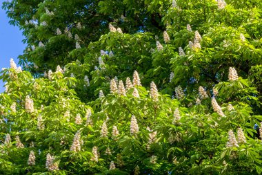 Ağaç kestane çiçek