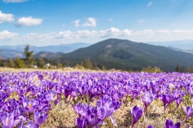Bahar, çiğdemler dağlardaki ağaçları