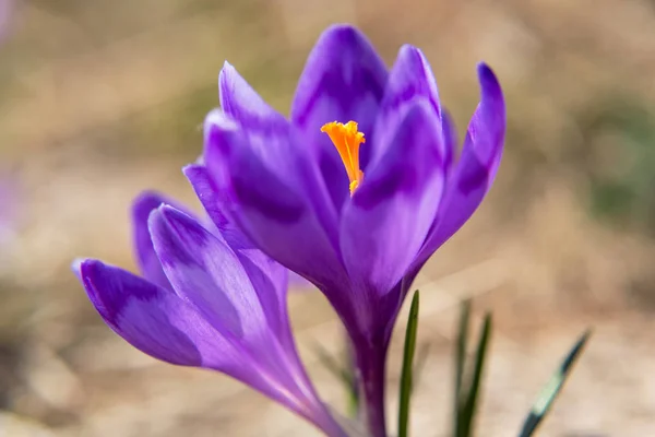 Krokusblüte im Frühling in den Bergen — Stockfoto