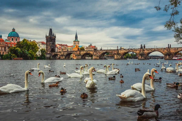 Praha z Karlův most v Praze s pár labutí v popředí. — Stock fotografie