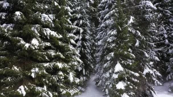 Montañas nevadas y bosques tomados del dron desde el aire — Vídeos de Stock