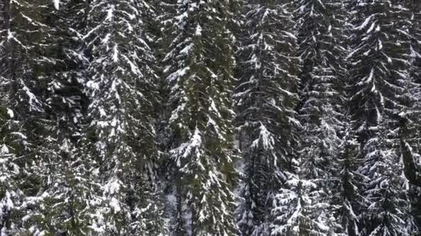 Besneeuwde bergen en bossen die zijn ontleend aan de drone vanuit de lucht — Stockvideo