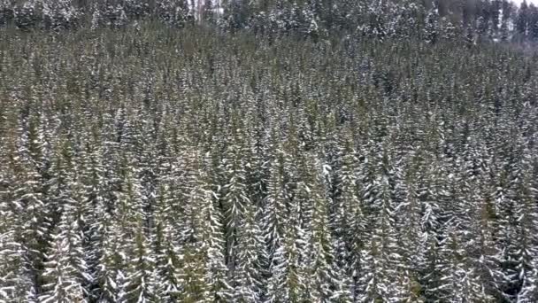 Besneeuwde bergen en bossen die zijn ontleend aan de drone vanuit de lucht — Stockvideo