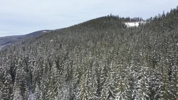 Montañas nevadas y bosques tomados del dron desde el aire — Vídeos de Stock