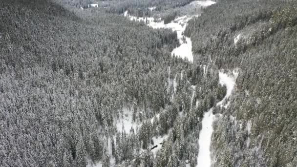 Montañas nevadas y bosques tomados del dron desde el aire — Vídeos de Stock