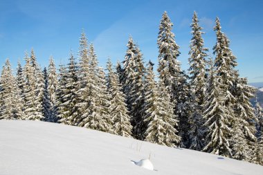 Bukovel kış. Karla kaplı dağ zirveleri. Ukraynalı Karpatlar.