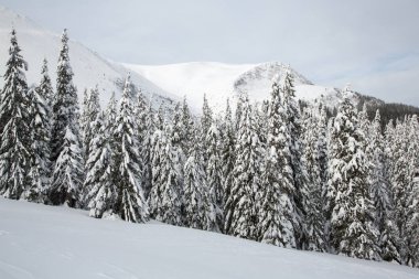Bukovel kış. Karla kaplı dağ zirveleri. Ukraynalı Karpatlar.