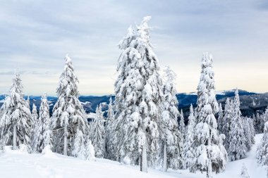 Bukovel kış. Karla kaplı dağ zirveleri. Ukraynalı Karpatlar.
