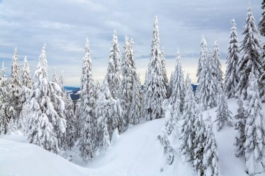 Bukovel kış. Karla kaplı dağ zirveleri. Ukraynalı Karpatlar.