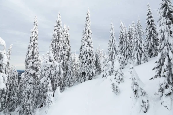 Bukovel no inverno. picos de montanha cobertos de neve. Cárpatos ucranianos . — Fotografia de Stock