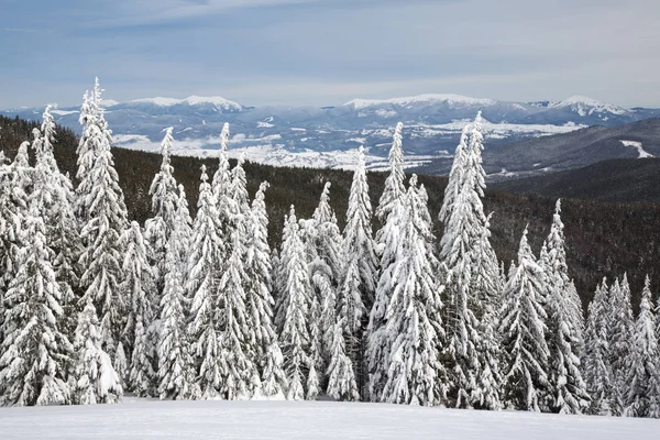 Bukovel no inverno. picos de montanha cobertos de neve. Cárpatos ucranianos . — Fotografia de Stock