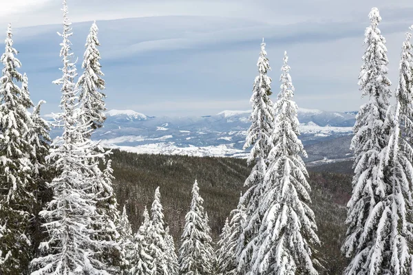 Bukovel no inverno. picos de montanha cobertos de neve. Cárpatos ucranianos . — Fotografia de Stock