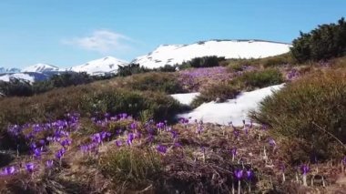 Bahar Colchicum tam Bloom. Colchicum parnassicum mor çiçekler. Bahar çiçekleri dağda.