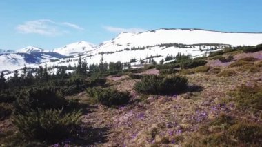 Bahar Colchicum tam Bloom. Colchicum parnassicum mor çiçekler. Bahar çiçekleri dağda.