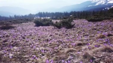 Bahar Colchicum tam Bloom. Colchicum parnassicum mor çiçekler. Bahar çiçekleri dağda.