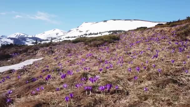 Colchio primaverile in piena fioritura. Colchicum parnassicum fiori viola. Fiori primaverili in montagna . — Video Stock