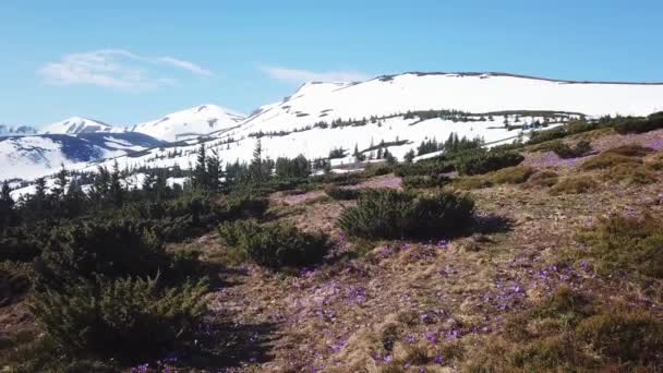 Jarní Ocún v plném květu. Colchicum parnassicum fialové květy. Jarní květiny v horských. — Stock video