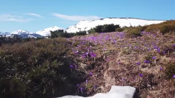 봄 꽃에 쿰입니다. 쿰 parnassicum 보라색 꽃입니다. 산의 봄 꽃. — 비디오