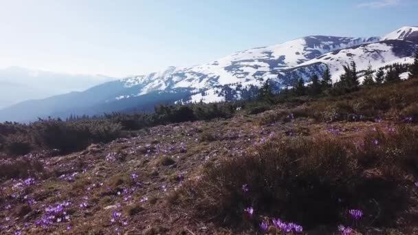 Colchio primaverile in piena fioritura. Colchicum parnassicum fiori viola. Fiori primaverili in montagna . — Video Stock