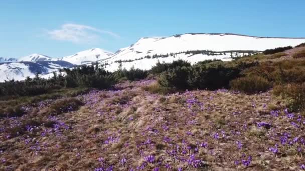 Весняний Колхікум повністю цвіте. Колхікум пурпурові квіти. Весняні квіти в горах . — стокове відео