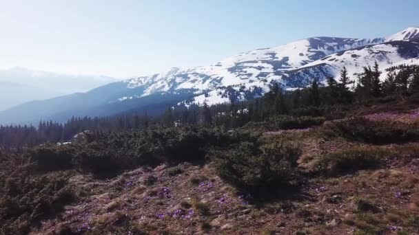 Lente Colchicum in volle bloei. Colchicum parnassicum paarse bloemen. Lentebloemen in Bergen. — Stockvideo