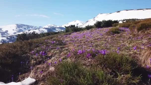 Colchicum de primavera en plena floración. Colchicum parnassicum flores púrpuras. Flores de primavera en la montaña . — Vídeos de Stock