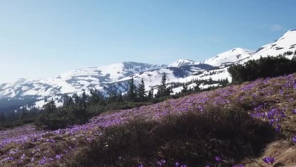 Весняний Колхікум повністю цвіте. Колхікум пурпурові квіти. Весняні квіти в горах . — стокове відео