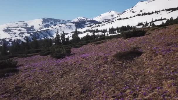 Jarní Ocún v plném květu. Colchicum parnassicum fialové květy. Jarní květiny v horských. — Stock video