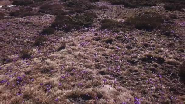 Άνοιξη Colchicum σε πλήρη άνθιση. Colchicum parnassicum μοβ λουλούδια. Ανοιξιάτικα λουλούδια στο βουνό. — Αρχείο Βίντεο