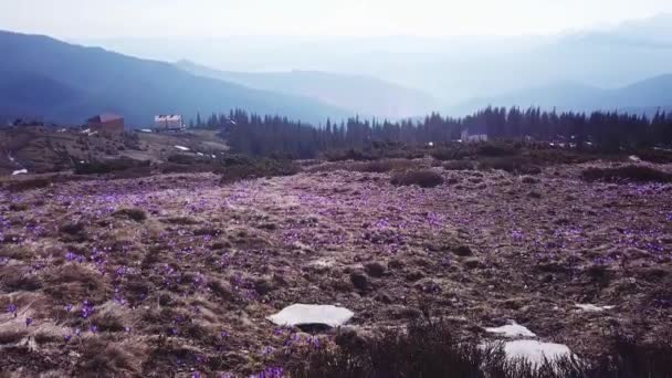 Primavera Colchicum em plena floração. Colchicum parnassicum flores roxas. Flores da primavera na montanha . — Vídeo de Stock