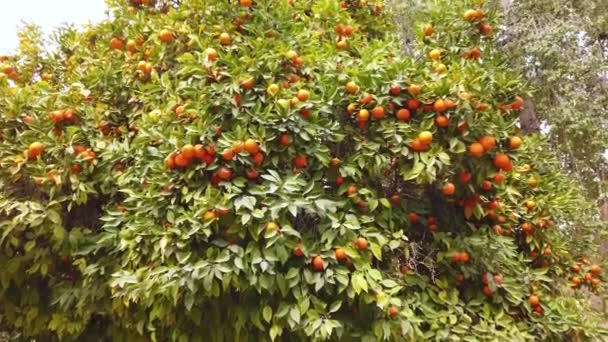 Pan across beautiful oranges growing on tree in garden. — Stock Video