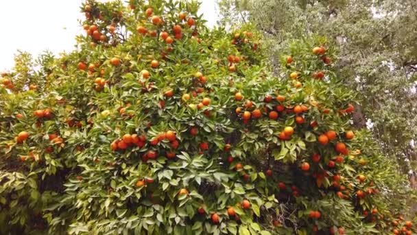 Pan a través de hermosas naranjas creciendo en el árbol en el jardín . — Vídeos de Stock