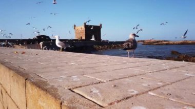 Ünlü Essaouira kalesi silueti, günbatımı gökyüzü arkaplanı ve Fas 'ta uçan martılarla birlikte, 4k