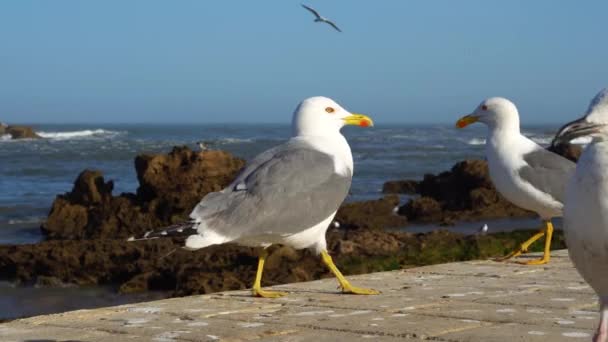 Barcos de pesca azuis no porto de Essaouira e gaivotas em primeiro plano, Marrocos . — Vídeo de Stock