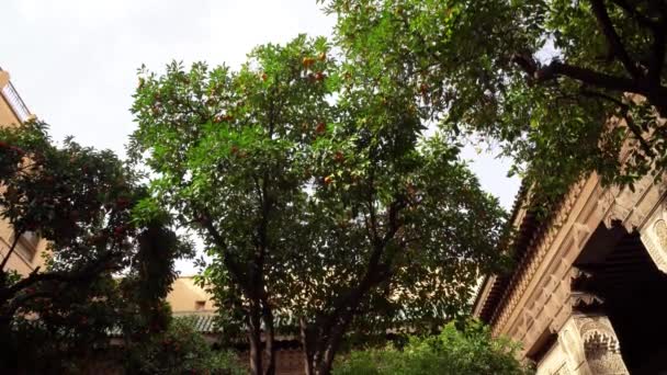 Gamla innergård med palmer Marokko — Stockvideo