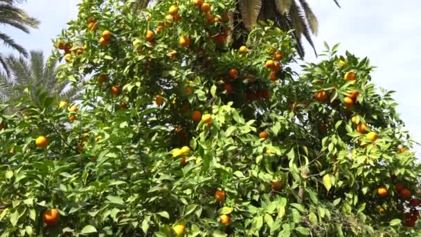 Photo de citrons mûrs dans le jardin. tilleuls mûrs sur la plantation d'agrumes . — Video