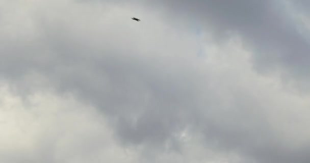 ふっくら、ふわふわ、積雲雲タイムラプス モーション - 圧延, 飛行, 渡し, 光の曇り夏の日、自然バック グラウンド天宙高い美容 cloudscape で青い空を高速移動をホワイトします。 — ストック動画